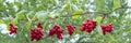 Branches of red schisandra. Ripe schizandra on liana in garden