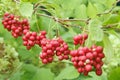 Branches of red schisandra. Schizandra chinensis plant with fruits on branch