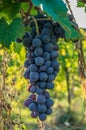 Branches of red wine grapes growing in Italian fields. Close up view of fresh red wine grape in Italy. Vineyard view with big red