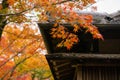 Branches of red and yellow leaves of maple trees beside the roof background in autumn season of Japan Royalty Free Stock Photo