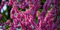 branches of redbud tree in the garden Royalty Free Stock Photo