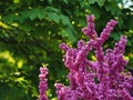 branches of redbud tree in the garden Royalty Free Stock Photo