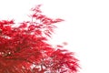 Branches with redl autumn leaves  isolated on white background.  Selective focus. Acer Palmatum  `Tamukeyama`  Japanese maple Royalty Free Stock Photo