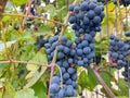 branches with ripe blue grapes. Autumn Royalty Free Stock Photo