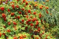 Branches with ripe bright fruits of mountain ash