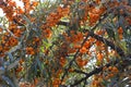 Branches with ripe bright sea buckthorn
