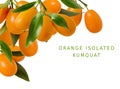 Branches with ripe juicy kumquat citrus fruit and green leaves isolated on white background Royalty Free Stock Photo