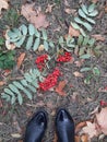 Branches of ripe mountain ash thrown on the ground and pair of black shoes Royalty Free Stock Photo