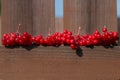 Branches of ripe red viburnum lie on a wooden fence. Harvest. Berries for the treatment of influenza. Cold medicine