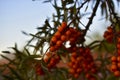 Branches of ripe sea buckthorn berries in the evening Royalty Free Stock Photo