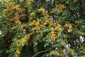 Branches with ripe yellow cherry plum fruit Royalty Free Stock Photo