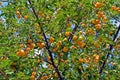 Branches with ripe yellow cherry plum fruit growing in the garden Royalty Free Stock Photo