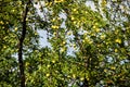 Branches with ripe yellow cherry plum fruit. Cherry plum tree with fruits Royalty Free Stock Photo