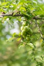 Branches with ripening yellow cherry plum fruits.