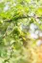 Branches with ripening yellow cherry plum fruits.