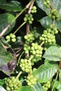 Branches of robusta coffee plant with sunlight falling on unripe coffee beans on coffee plantation Royalty Free Stock Photo