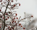Branches and rose hips in winter Royalty Free Stock Photo