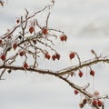 Branches and rose hips in winter Royalty Free Stock Photo