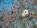 On the branches of a rose hive there are bright red berries and Royalty Free Stock Photo