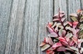 branches with rose petals on wooden background