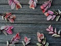 branches with rose petals on wooden background