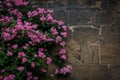 The branches of rosebush against a stone wall Royalty Free Stock Photo