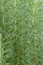 Rosemary Shrub Texture Royalty Free Stock Photo