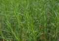 Branches of rosemary or rosmarin plant in natural background. Fresh green branches of rosemarine growing in the garden Royalty Free Stock Photo