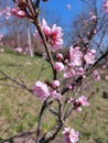 Branches with rosy flowers of peach tree in garden at spring Royalty Free Stock Photo