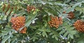 Branches of rowan with leaves and bunches of orange berries as fall background.