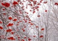 Branches of rowan tree with ashberries under snow Royalty Free Stock Photo