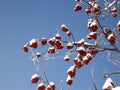 Branches of rowan tree with bunches of red berries under snow on the background of blue sky. Winter scene Royalty Free Stock Photo