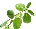 Branches of a rubber tree bottom view on white background, large rounded isolated green leaves. Elements for card, poster desing Royalty Free Stock Photo