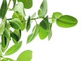 Branches of a rubber tree bottom view on white background, large rounded isolated green leaves. Elements for card, poster desing Royalty Free Stock Photo