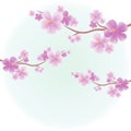 Branches of Sakura isolated on light green background. Apple-tree flowers. Cherry blossom. Vector EPS 10, cmyk Royalty Free Stock Photo