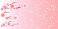 Branches of Sakura and petals flying isolated on light pink background. Apple-tree flowers. Cherry blossom. Vector EPS 10, cmyk Royalty Free Stock Photo