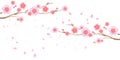 Branches of Sakura and petals flying isolated on white background. Apple-tree flowers. Cherry blossom. Vector EPS 10, cmyk