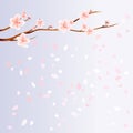 Branches of Sakura with flowers and flying petals isolated on Light Blue background. Apple-tree flowers. Cherry blossom. Vector Royalty Free Stock Photo