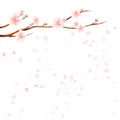 Branches of Sakura with Pink flowers and flying petals isolated on White background. Apple-tree flowers. Cherry blossom. Vector Royalty Free Stock Photo