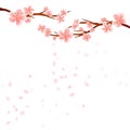 Branches of Sakura with Pink flowers and flying petals isolated on White background. Apple-tree flowers. Cherry blossom. Vector Royalty Free Stock Photo