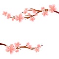 Branches of Sakura with Pink flowers isolated on White background. Apple-tree flowers. Cherry blossom. Vector EPS 10, cmyk Royalty Free Stock Photo