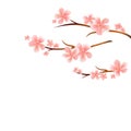 Branches of Sakura with Pink flowers isolated on White background. Sakura flowers. Cherry blossom. Vector EPS 10, cmyk Royalty Free Stock Photo