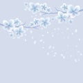 Branches of Sakura with White Blue flowers and flying petals isolated on light Violet background. Apple-tree flowers. Cherry Royalty Free Stock Photo