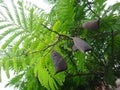 Branches of sappanwood with ripe pod