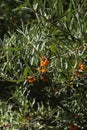 The branches of sea buckthorn.
