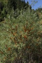 The branches of sea buckthorn.