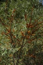 The branches of sea buckthorn.