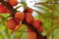 Branches of sea buckthorn with juicy berries