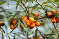 Branches of sea buckthorn with juicy berries