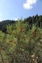 The branches of sea buckthorn.